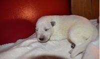 CHIOT