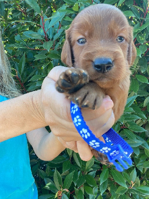 CHIOT