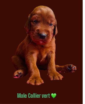 CHIOT