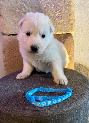CHIOT