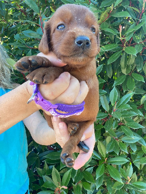 CHIOT