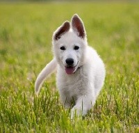 CHIOT