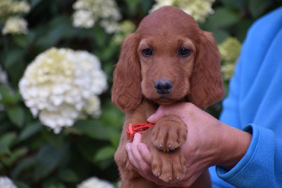 CHIOT 2