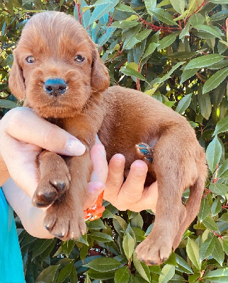 CHIOT