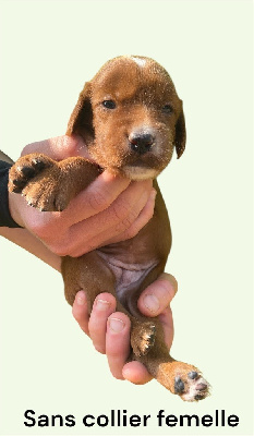 CHIOT