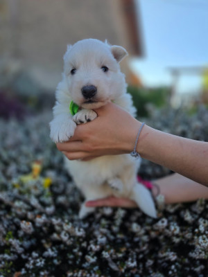 CHIOT 1