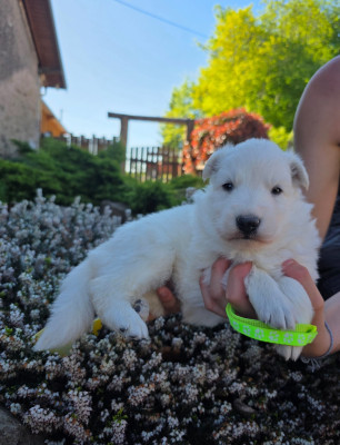 CHIOT 2