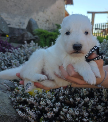 CHIOT 3