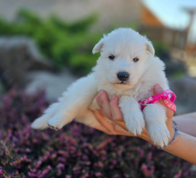 CHIOT 3