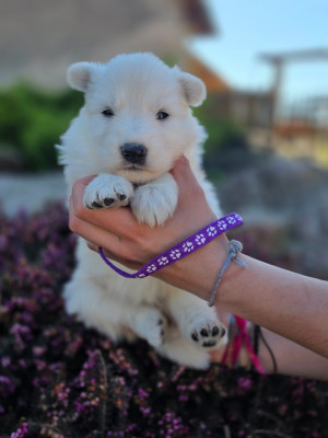 CHIOT 4