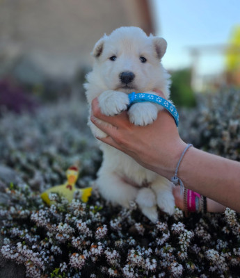 CHIOT 6