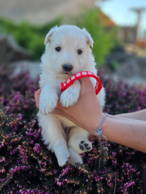 CHIOT 1