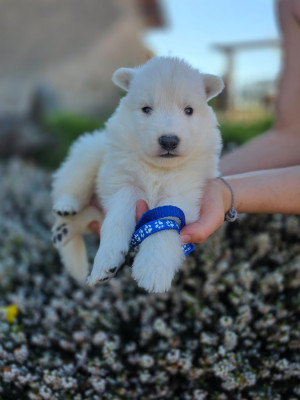 CHIOT 5
