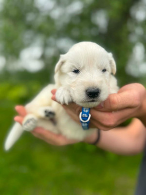 CHIOT 8