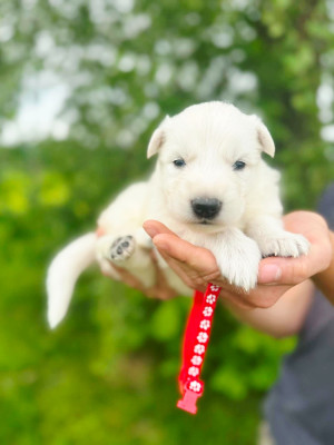 CHIOT 7