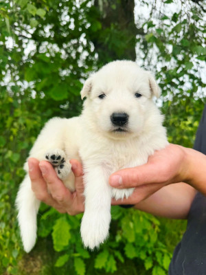 CHIOT 2