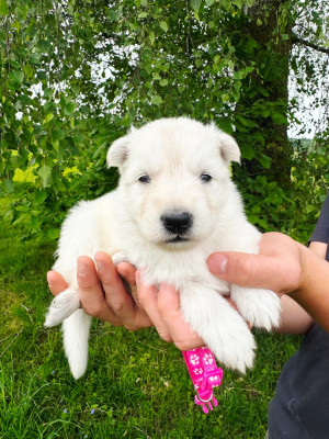 CHIOT 3