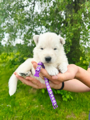 CHIOT 4