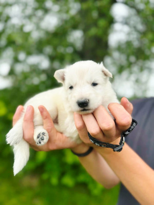 CHIOT 6