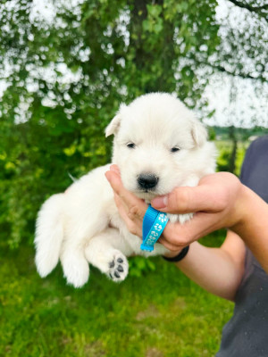 CHIOT 1