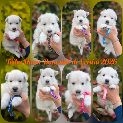 CHIOT 5