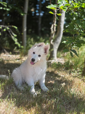 CHIOT 1