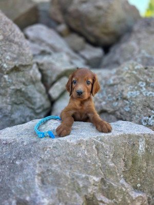CHIOT 11