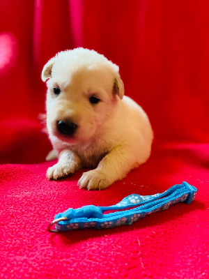 CHIOT