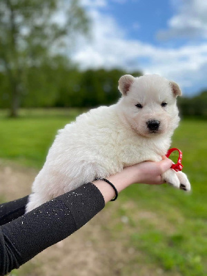 CHIOT 2