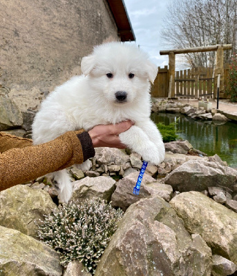 CHIOT