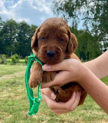 CHIOT