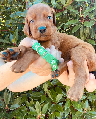 CHIOT