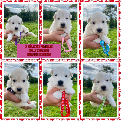 CHIOT