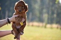 CHIOT