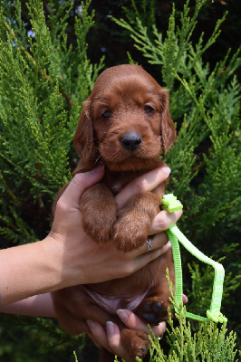 CHIOT