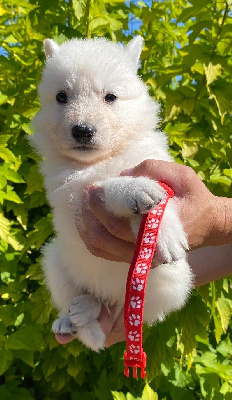 CHIOT 6