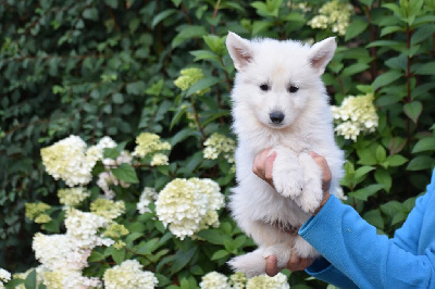 CHIOT 4