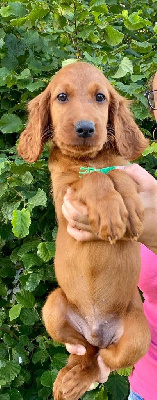 CHIOT