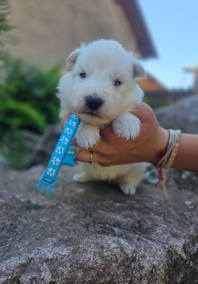 CHIOT