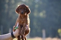 CHIOT