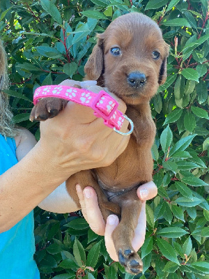 CHIOT