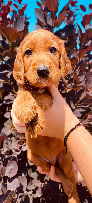CHIOT