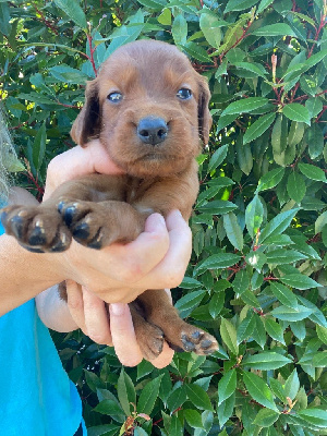 CHIOT