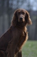 CHIOT