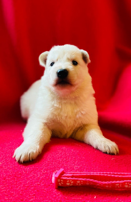 CHIOT