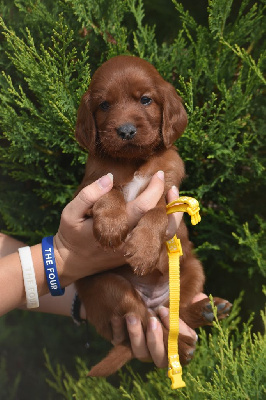 CHIOT