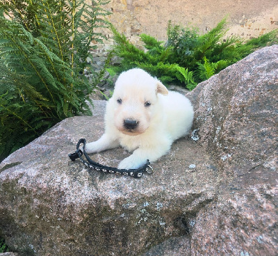 CHIOT