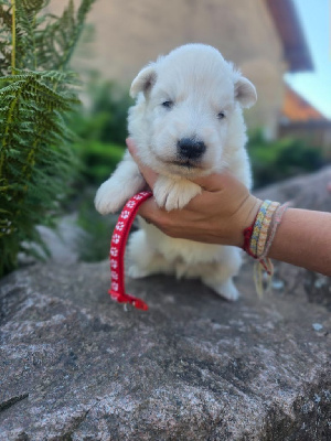CHIOT