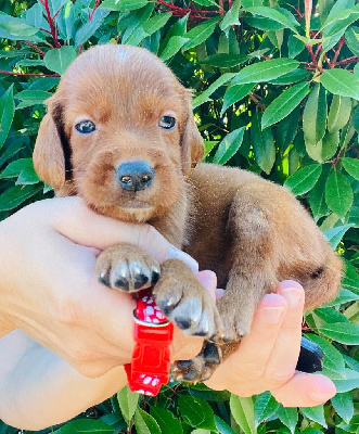 CHIOT