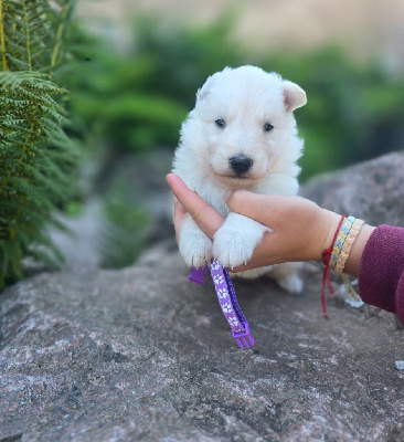 CHIOT